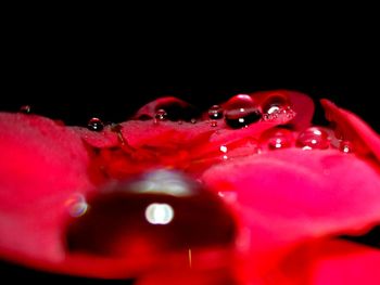 Close-up of water drops on red splashing