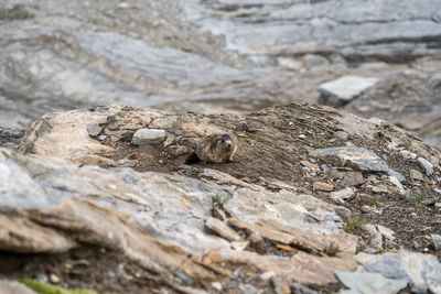 Lizard on rock