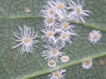 Close-up of white daisy flowers