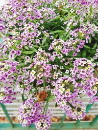 Close-up of pink flowers blooming outdoors