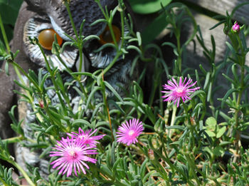 Close-up of flowers blooming outdoors