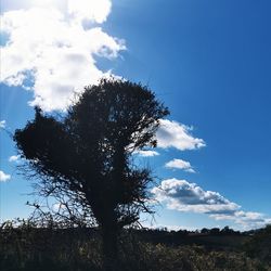 Low angle view of tree against sky