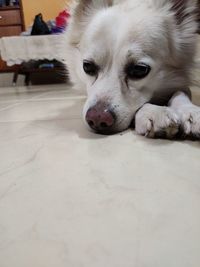 Close-up portrait of a dog at home