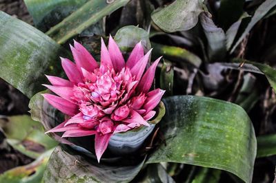 Close-up of pink flower blooming outdoors