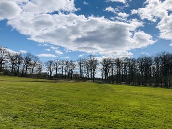 Trees on field against sky