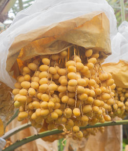 Close-up of fresh fruits