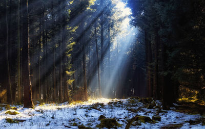 Waterfall in forest