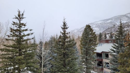 Pine trees on snow covered mountain against sky