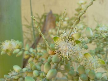 Close-up of flowers