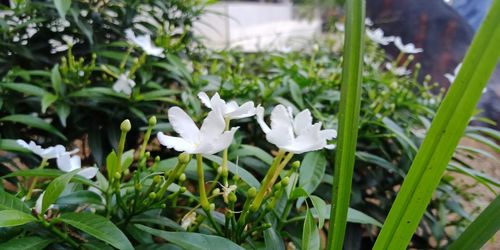 Close-up of white flowering plants