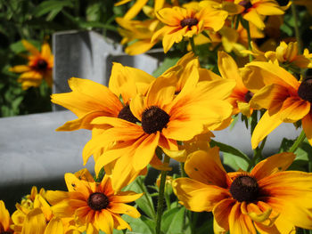 Close-up of yellow daisy flowers