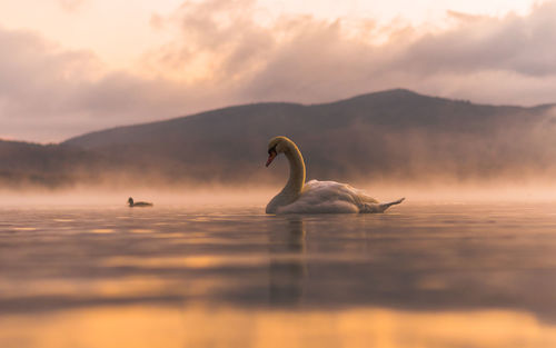 Swans swimming on lake against sky during sunset