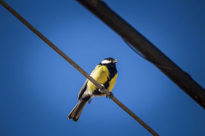 Low angle view of bird perching on rope against clear blue sky