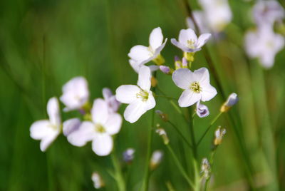 Close-up of white flowers