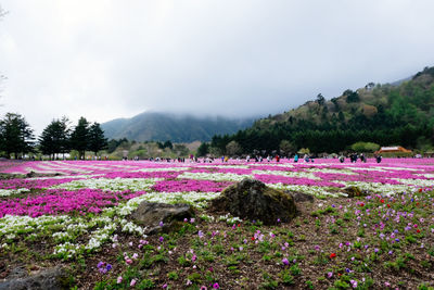 Scenic view of pink flowering plants on field against sky