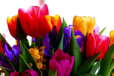 Close-up of tulips blooming in park