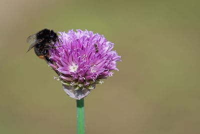 Close-up of insect on purple flower