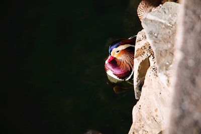 Close-up of bird perching on lake