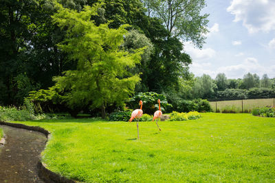 Ping flamingoes on field against trees