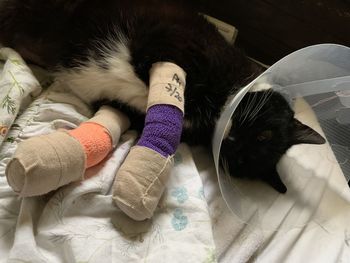 Black kitty recovering from paw injury wearing a cone of shame
