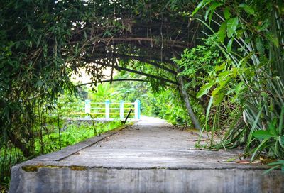 Trees growing on footpath