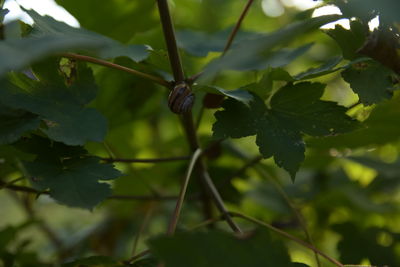 Close-up of lizard on leaves