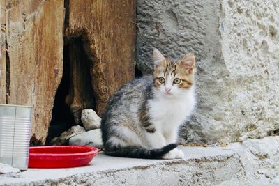 Portrait of cat sitting outdoors