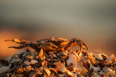 Close-up of dry autumn leaves