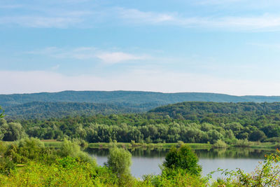 Trees and plants in the forest on a sunny day