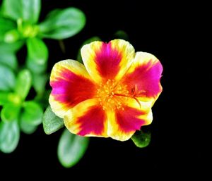 Close-up of pink flower against black background
