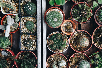 Full frame shot of potted plants