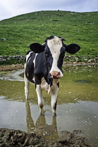 Cow in the puddle of water, against the background of green grass