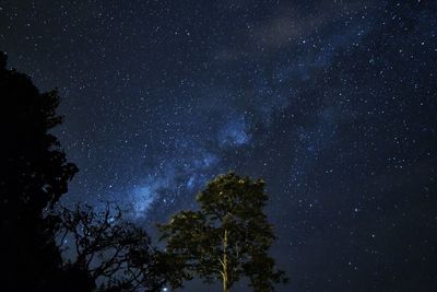Low angle view of trees against star field