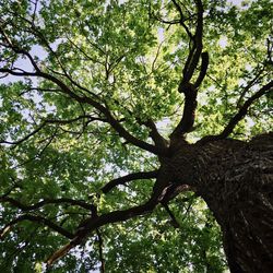 Low angle view of trees against sky