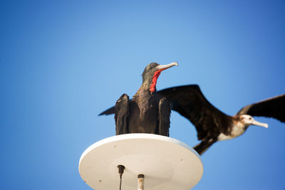 Low angle view of frigatebirds against clear sky