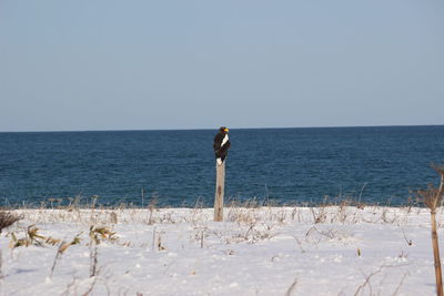 Steller's sea eagle staying a tree on beach against clear sky