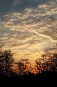 Silhouette of trees at sunset