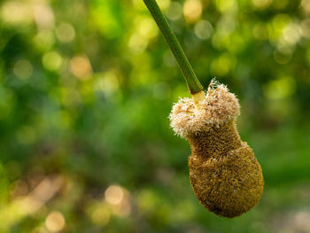 Close-up of dried hanging on plant