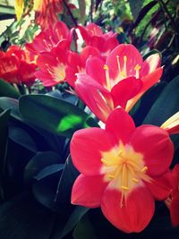 Close-up of red flower