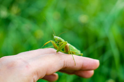 Close-up of insect on hand