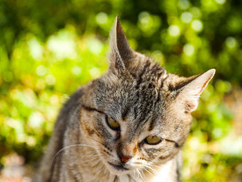 Close-up portrait of cat