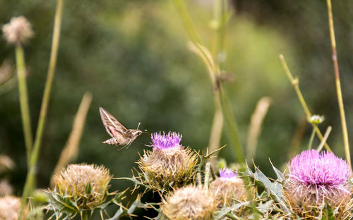 Close-up of bee pollinating on thistle blooming outdoors