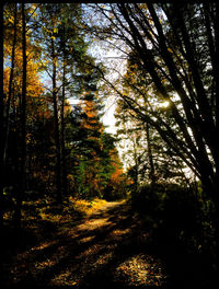 Road passing through forest