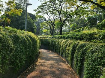 Footpath amidst trees