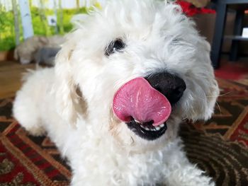 Close-up portrait of white dog sticking out tongue