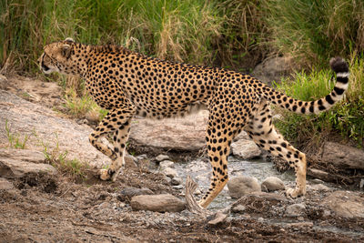 Cheetah walking on field