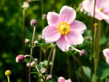 Close-up of purple crocus flowers