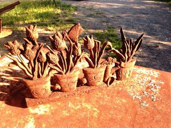Close-up of plants growing on tree trunk