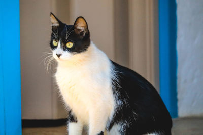 Close-up portrait of a cat