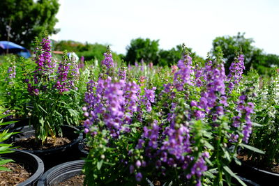 Close-up of purple flowering plants